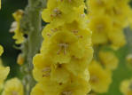 Verbascum